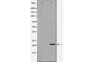 Western blot analysis of Mouse liver tissue lysates, using FTH1 Antibody.