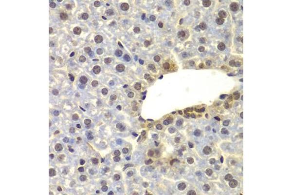 FAM48A/P38IP antibody  (AA 580-779)