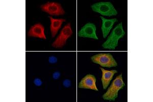 ABIN6260131 and ABIN6276609 staining Hela cells by IF/ICC.
