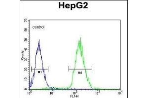 Cdc14 Antibody (ABIN652436 and ABIN2842275) flow cytometric analysis of HepG2 cells (right histogram) compared to a negative control cell (left histogram). (CDC14A antibody)