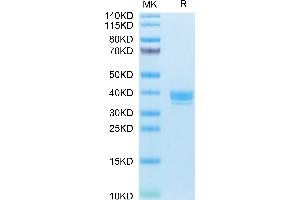 Apelin Protein (APLN) (AA 23-77) (Fc Tag)