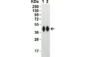 Western Blot Validation with SARS-CoV-2 (COVID-19) Spike RBD+SD1 Recombinant ProteinLoading: 30 ng per lane of SARS-CoV-2 (COVID-19) Spike RBD+SD1 recombinant protein, 10-304. (SARS-CoV-2 Spike antibody  (RBD))