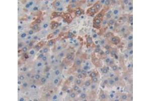 IHC-P analysis of Rat Tissue, with DAB staining. (CRH antibody  (AA 39-187))