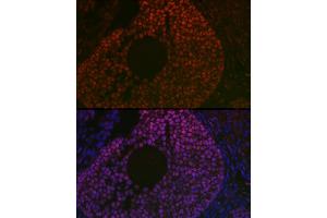 Immunofluorescence analysis of mouse ovary using FOXL2 Rabbit pAb (ABIN7267239) at dilution of 1:100 (40x lens). (FOXL2 antibody  (C-Term))