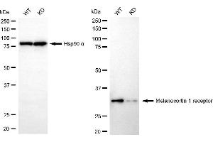 Western blotting analysis using melanocortin 1 receptor antibody (ABIN7799354). (Recombinant MC1 Receptor antibody)