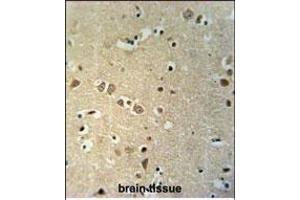 KCTD21 Antibody (C-term) (ABIN651600 and ABIN2840317) immunohistochemistry analysis in formalin fixed and paraffin embedded human brain tissue followed by peroxidase conjugation of the secondary antibody and DAB staining. (KCTD21 antibody  (C-Term))