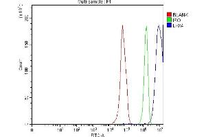 anti-LIM Homeobox 4 (LHX4) (AA 238-390) antibody