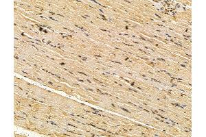 ABIN7096163 and ABIN7100225 at 1/100 staining rat muscle tissue by IHC-P.