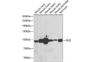 Western blot analysis of extracts of various cell lines using GLI2 Polyclonal Antibody at dilution of 1:1000. (GLI2 antibody)