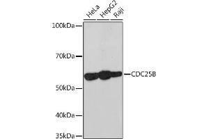 Western blot analysis of extracts of various cell lines, using CDC25B Rabbit mAb (ABIN7266250) at 1:1000 dilution. (CDC25B antibody)