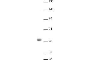 LXR-a antibody (pAb) tested by Western blot. (LXR-alpha (N-Term) antibody)