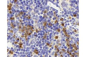 Immunohistochemistry analysis of paraffin-embedded mouse spleen using CD177 Polyclonal Antibody at dilution of 1:300. (CD177 antibody)