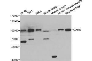 Western blot analysis of extracts of various cell lines, using QARS antibody (ABIN5974184) at 1/1000 dilution.