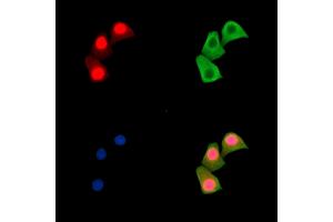 ABIN7095507 and ABIN7099564 staining Hela cells by IF/ICC. (CAND1 antibody)