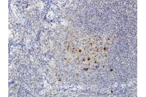 Image no. 1 for anti-ADAM-Like, Decysin 1 (ADAMDEC1) (AA 361-471) antibody (ABIN466199) (ADAMDEC1 antibody  (AA 361-471))