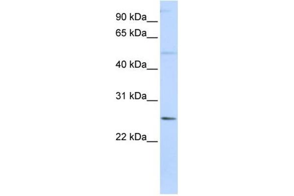FTHL17 anticorps  (N-Term)