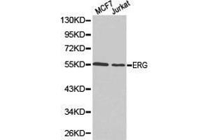 Western Blotting (WB) image for anti-ERG, ETS transcription factor (ERG) antibody (ABIN1872583) (ERG antibody)