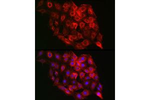 Immunofluorescence analysis of C6 cells using PSMD8 Rabbit pAb (ABIN6129443, ABIN6146347, ABIN6146348 and ABIN6222706) at dilution of 1:100 (40x lens). (PSMD8 antibody  (AA 101-350))