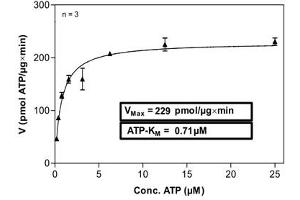 Image no. 1 for C-Abl Oncogene 1, Non-Receptor tyrosine Kinase (ABL1) (Tyr253Phe-Mutant) (Active) protein (ABIN5570748) (ABL1 Protein (Tyr253Phe-Mutant))