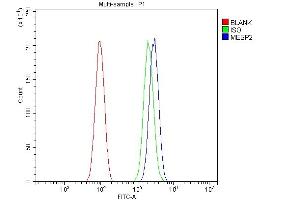 anti-Mesoderm Posterior 2 Homolog (Mesp2) (AA 1-397) antibody