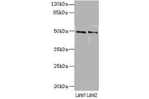 Serotonin Receptor 3B antibody  (AA 22-238)