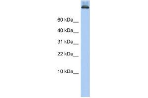 WB Suggested Anti-COPA Antibody Titration: 0. (COPA antibody  (Middle Region))