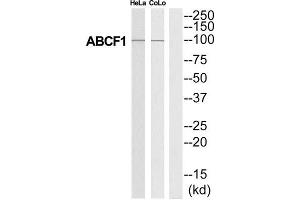 Western Blotting (WB) image for anti-ATP-Binding Cassette, Sub-Family F (GCN20), Member 1 (ABCF1) (C-Term) antibody (ABIN1850850)