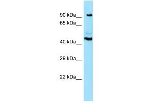 WB Suggested Anti-SPECC1 Antibody Titration: 1.