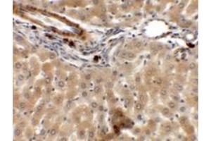 Immunohistochemistry of ARHGAP39 in rat liver tissue with ARHGAP39 antibody at 5 ug/mL. (PAS1C1 antibody  (Middle Region))