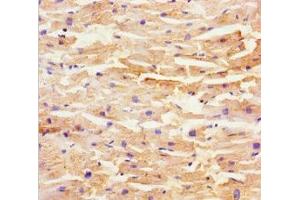 Immunohistochemistry of paraffin-embedded human heart tissue using ABIN7169437 at dilution of 1:100 (SHD antibody  (AA 1-300))