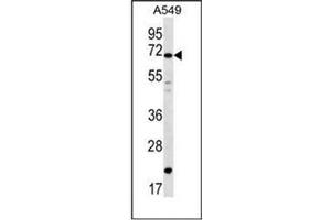 Western blot analysis of DAZ4 Antibody  in A549 cell line lysates (35ug/lane). (DAZ4 antibody  (Middle Region))