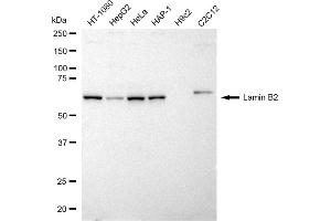 anti-Lamin B2 (LMNB2) antibody