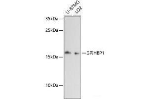 Western blot analysis of extracts of various cell lines using GPIHBP1 Polyclonal Antibody at dilution of 1:3000. (GPIHBP1 antibody)