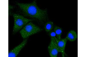 SHG-44 cells were stained with Phospholipase C gamma 1 (85F11) Monoclonal Antibody  at [1:200] incubated overnight at 4C, followed by secondary antibody incubation, DAPI staining of the nuclei and detection. (Phospholipase C gamma 1 antibody)