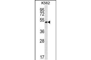 Western blot analysis in K562 cell line lysates (35ug/lane). (MORN1 antibody  (N-Term))