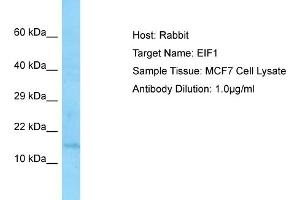 Host: RabbitTarget Name: EIF1Antibody Dilution: 1. (EIF1 antibody  (Middle Region))