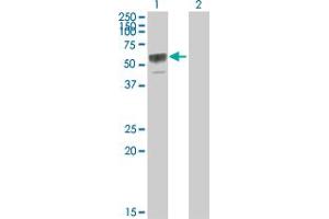 Western Blot analysis of TNFRSF11B expression in transfected 293T cell line by TNFRSF11B MaxPab polyclonal antibody.