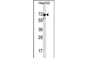 ZP1 Antibody (C-term) (ABIN657123 and ABIN2837898) western blot analysis in HepG2 cell line lysates (35 μg/lane). (ZP1 antibody  (C-Term))