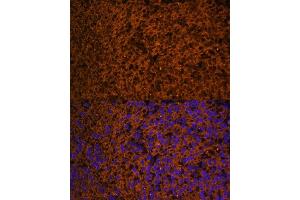 Immunofluorescence analysis of mouse embryos cells using PTCH1 antibody (ABIN7269184) at dilution of 1:100. (Patched 1 antibody  (AA 770-970))
