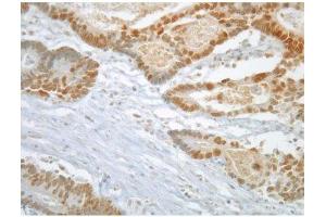 Image no. 2 for anti-MAD2 Mitotic Arrest Deficient-Like 1 (Yeast) (MAD2L1) antibody (ABIN108556) (MAD2L1 antibody)