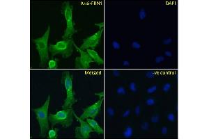 ABIN570798 Immunofluorescence analysis of paraformaldehyde fixed U251 cells, permeabilized with 0. (Fibrillin 1 antibody  (Internal Region))