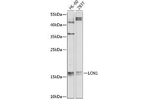 Western blot analysis of extracts of various cell lines, using LCN1 antibody  at 1:1000 dilution. (Lipocalin 1 antibody  (AA 19-176))