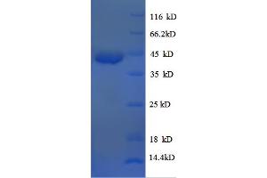 SDS-PAGE (SDS) image for Bone Morphogenetic Protein 7 (BMP7) (AA 293-431) protein (GST tag) (ABIN4982784)