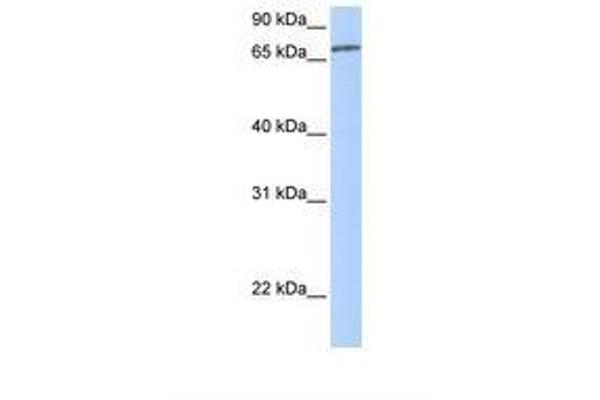 ZNF418 antibody  (AA 110-159)