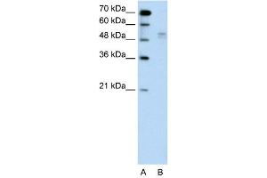 WB Suggested Anti-WWP2  Antibody Titration: 0. (WWP2 antibody  (Middle Region))