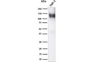 Western Blot Analysis of human THP-1 cell lysate using CD31 Rabbit Polyclonal Antibody (CD31 antibody)
