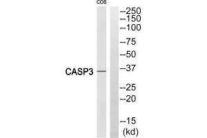 Western blot analysis of extracts from COS 7 cells, using Caspase 3 (Cleaved-Ser29) antibody. (Caspase 3 antibody  (Cleaved-Ser29, N-Term))