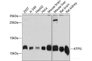 Western blot analysis of extracts of various cell lines using ATP5L Polyclonal Antibody at dilution of 1:3000. (ATP5L antibody)