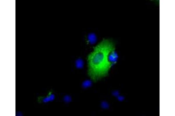 LIPG antibody