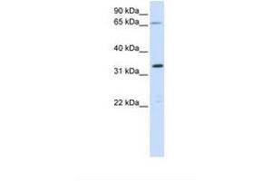 Image no. 1 for anti-Chromosome 19 Open Reading Frame 47 (C19orf47) (AA 211-260) antibody (ABIN6739225) (C19orf47 antibody  (AA 211-260))